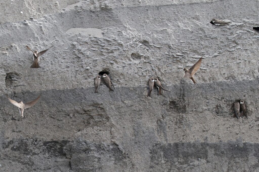 Uferschwalbe Hammer Wasserwerk in Fröndenberg-Warmen Ornithologe Gregor Zosel Uferschwalbe Hammer Wasserwerk in Fröndenberg-Warmen Ornithologe Gregor Zosel