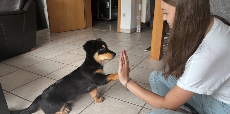 Celine Pröbe und Welpe Mailo sind schon ein eingespieltes Team. Die Studentin hat den Vierbeiner aus dem Tierheim geholt.