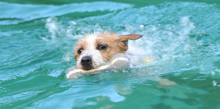 Beim Hundeschwimmen im Elsebad war am Sonntag richtig viel los. Wir zeigen Ihnen die schönsten Bilder in drei Bilderstrecken.