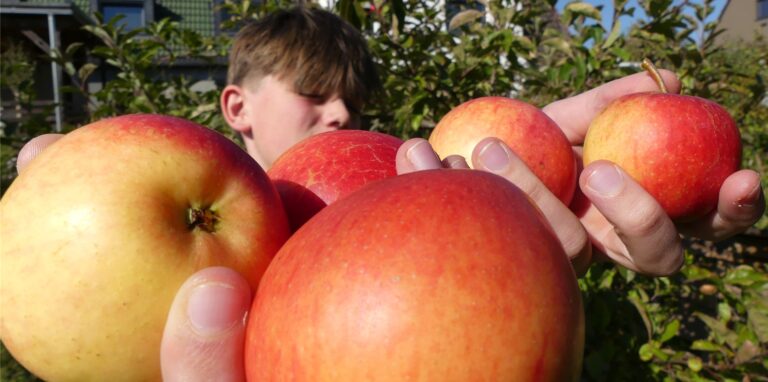 So lecker und gesund ist unser Obst. Aber in der Schule sorgen unsere Pausensnacks für Ärger. Gut, dass wir gerade eine Pause von der Schule machen können.