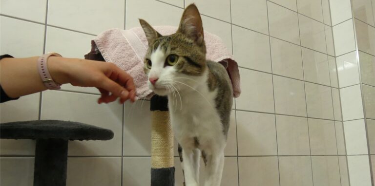 Kater Spooky im Tierheim Schwerte