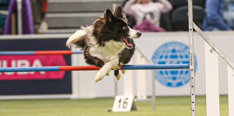 Die schnellsten Hunde rasten bei der Messe „dogs & fun“ über den Agility-Parcours.