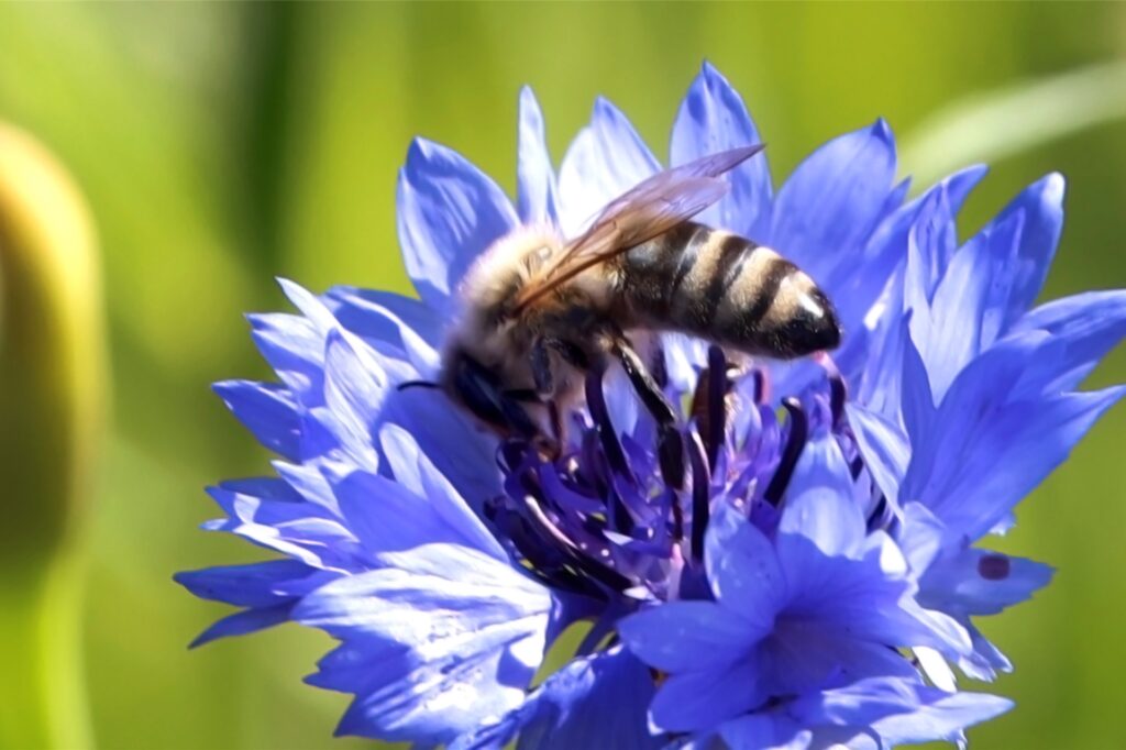 Eine Biene in einer Blume. Eine Biene in einer Blume.