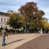 Rote Blutbuche vor der Post in Unna aus 2019.