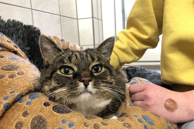 Katze im Tierheim Schwerte
