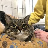 Katze im Tierheim Schwerte