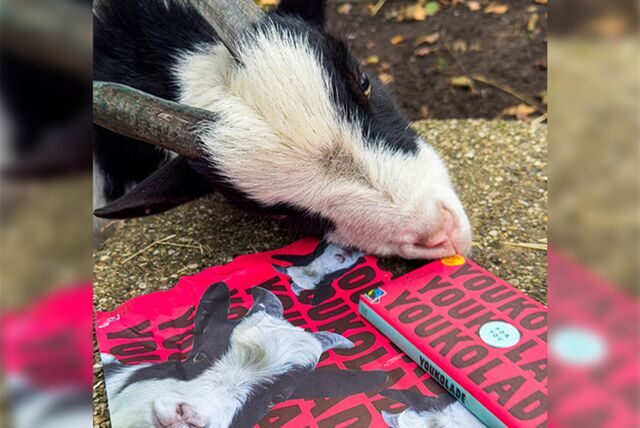 Ein Foto von Ziegenbock „Joko“ aus dem Tierheim in Dorsten ziert die Verpackung der neuen „Jokolade“.