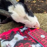 Ein Foto von Ziegenbock „Joko“ aus dem Tierheim in Dorsten ziert die Verpackung der neuen „Jokolade“.