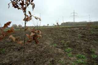 Auf der Fläche, die die Stadt Selm am Cappenberger Damm zur Verfügung gestellt hat, werden Eichen, Buchen und Ulmen gepflanzt.