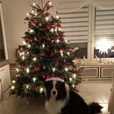 Bei Diethelm Textoris gehört sein Hund Cooper zum Weihnachtsbaum dazu. Als Wanderhund begleitet er viele Touren der VHS Lünen.