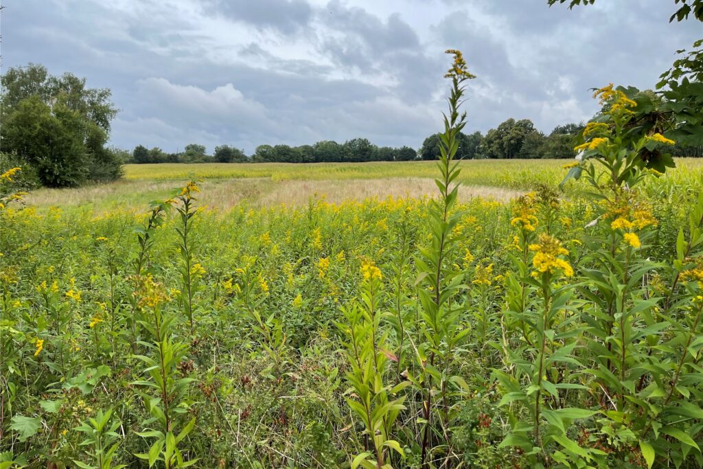 Klöters Feld.