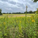 Bei der Abstimmung zum Klöters Feld in Lünen kam es zu Schwierigkeiten bei der Versendung der Stimmzettel.