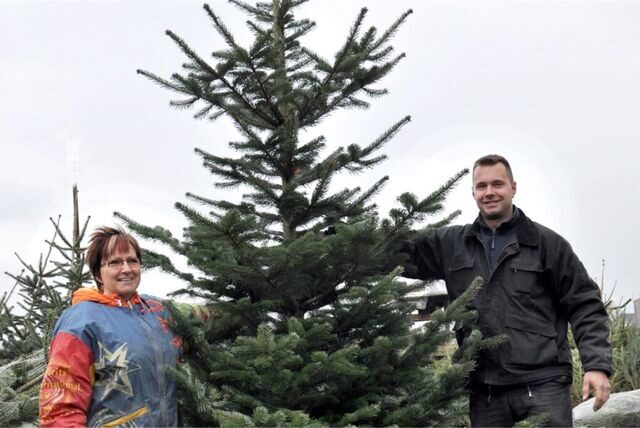 Mann hält Weihnachtsbaum