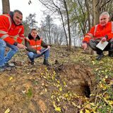 Drei Männer in orangenen Warnjacken hocken neben dem Eingang eines Dachsbaus.