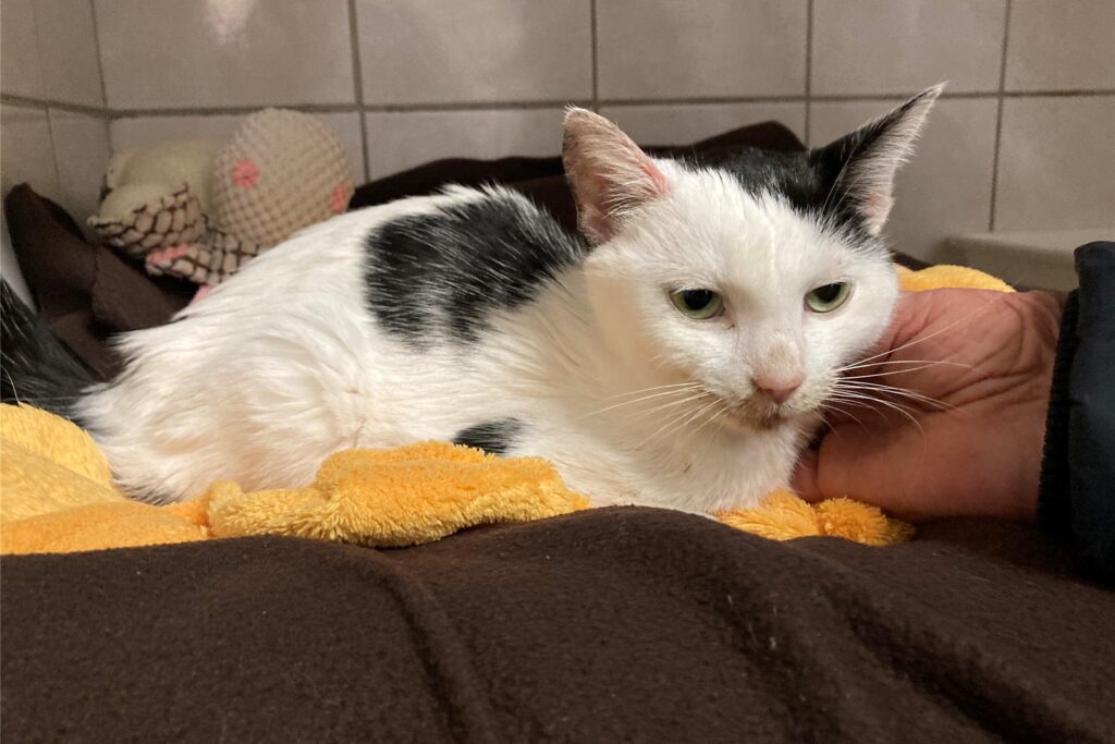 Das gefundene Kätzchen Noelle wird im Tierheim Marl derzeit aufgepäppelt.