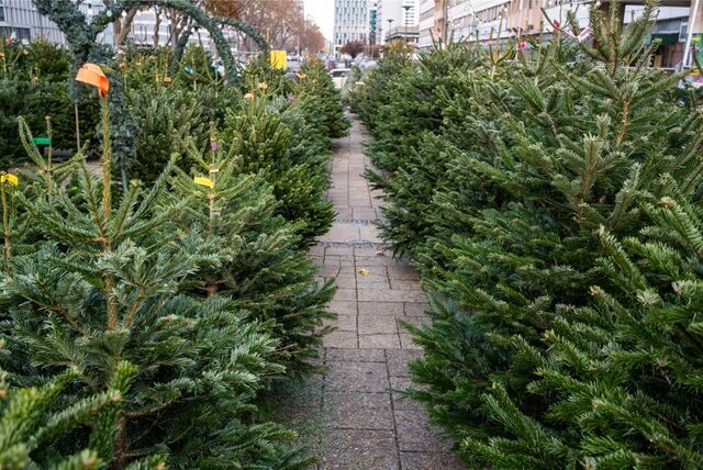 Weihnachtsbäume stehen auf einer Verkaufsfläche draußen.