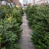Weihnachtsbäume stehen auf einer Verkaufsfläche draußen.