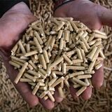 Ein Mann hält Holzpellets in seinen Händen.