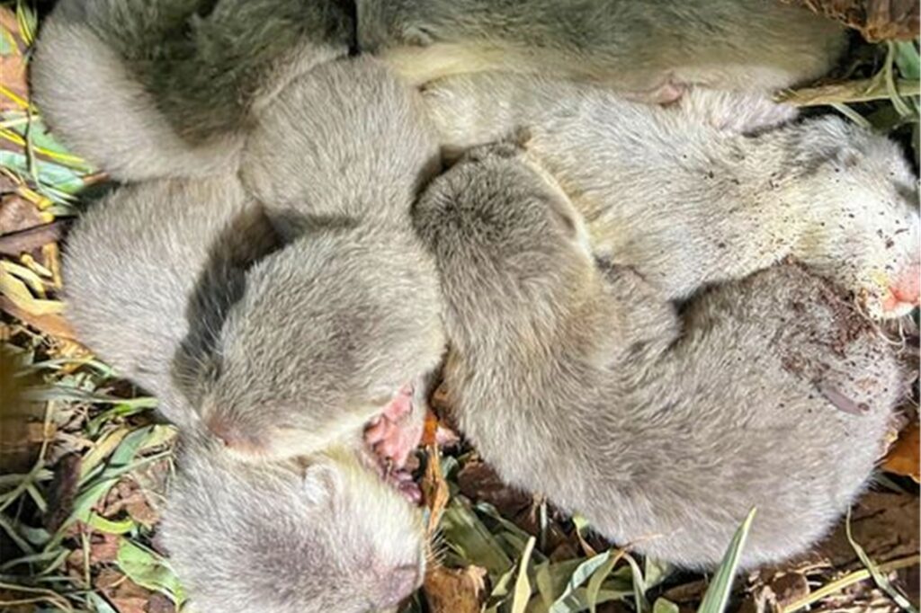 Die Baby-Otter kuscheln sich aneinander. Otter kommen mit geschlossenen Augen auf die Welt. Sie öffnen sie erst ab etwa 35 Tagen.