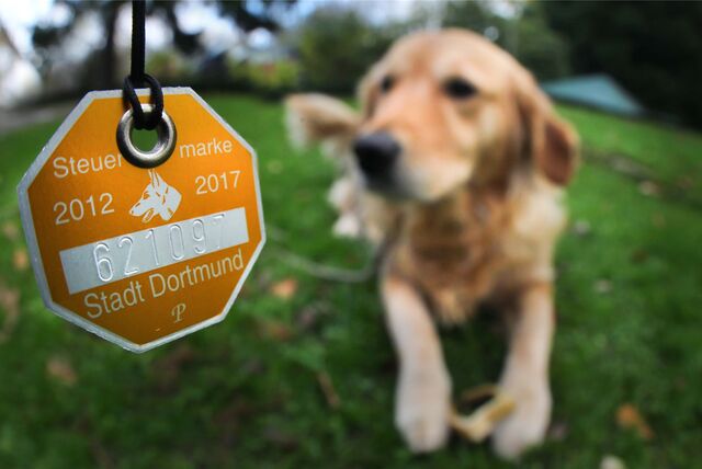 Eine Steuermarke und ein Hund auf einer Wiese