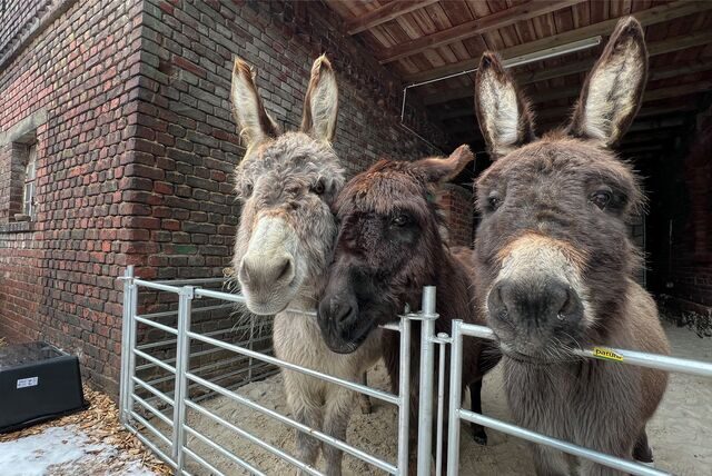 Pedro, Luis und Annabelle stehen in einem Stall an der Eulenstraße in Fröndenberg. Nadine Schrobenhauser und Kathleen Keppler bieten ab Frühjahr 2023 Eselwanderungen an.