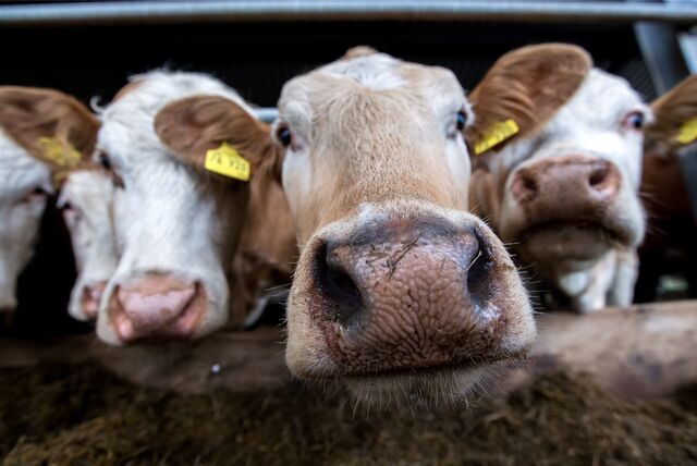 Rinder in einem Stall: Die Tierrechtsorganisation PETA hat Anzeige gegen Unbekannt erstattet.