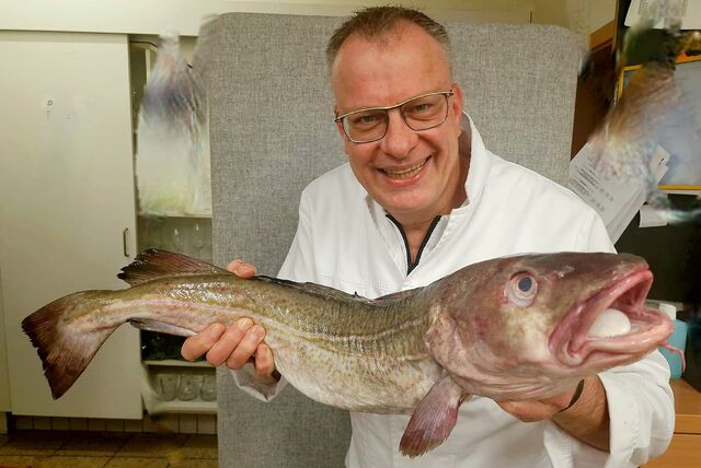Ein prachtvoller Kerl mit ordentlich Muskelmasse! Gemeint ist hier der Skrei, der leckere Winterfisch. Koch Günther Overkamp ist richtig begeistert und empfiehlt verschiedene Rezepte zur Zubereitung.