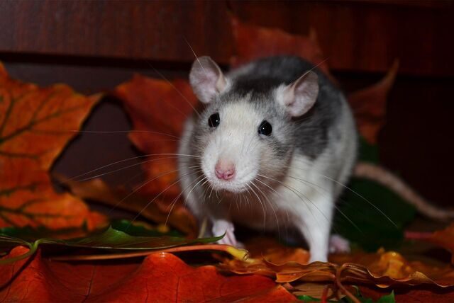 Eine Ratte