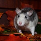 Eine Ratte