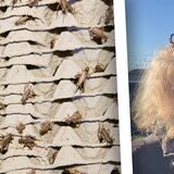 Die Hausgrille darf neben dem Getreideschimmelkäfer nach einer neuen EU-Richtlinie in Pulverform in Lebensmittel gelangen. Was halten die Menschen aus Schwerte von dem Nahrungszusatz?