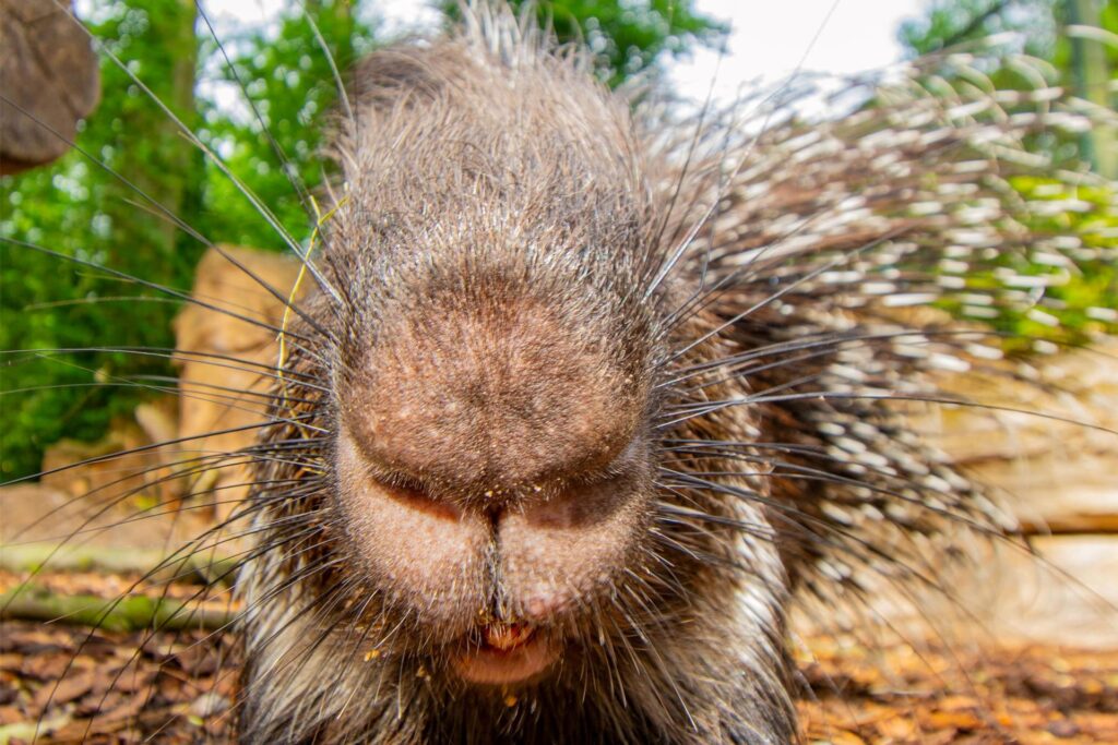 Weißschwanz-Stachelschwein Rita ist im Alter von 16 Jahren gestorben. Weißschwanz-Stachelschwein Rita ist im Alter von 16 Jahren gestorben.