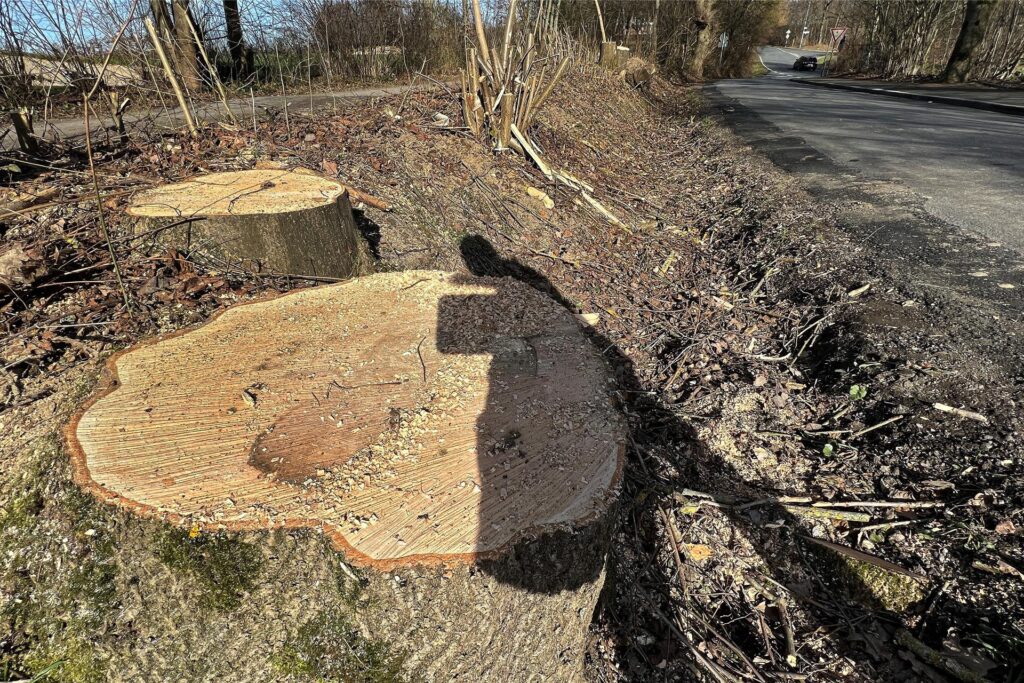 Am Schwarzen Weg/Einmündung Ostbürener Straße in Fröndenberg sind mehrere große Bäume gefällt worden. Am Schwarzen Weg/Einmündung Ostbürener Straße in Fröndenberg sind mehrere große Bäume gefällt worden.