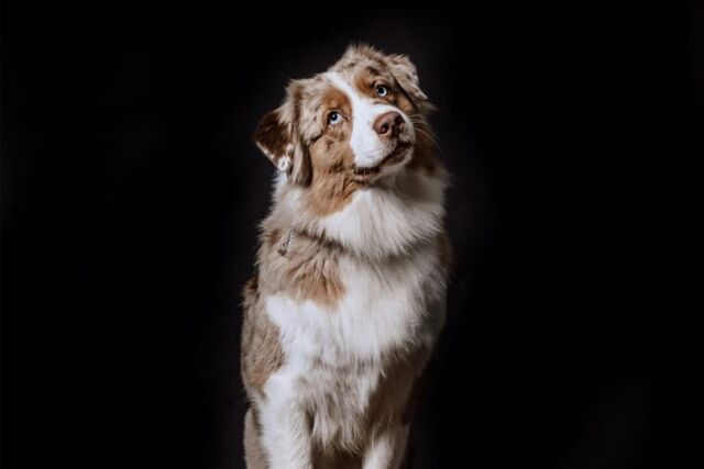 Ein Hund schaut mit geneigtem Kopf in die Kamera.