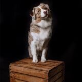 Ein Hund schaut mit geneigtem Kopf in die Kamera.