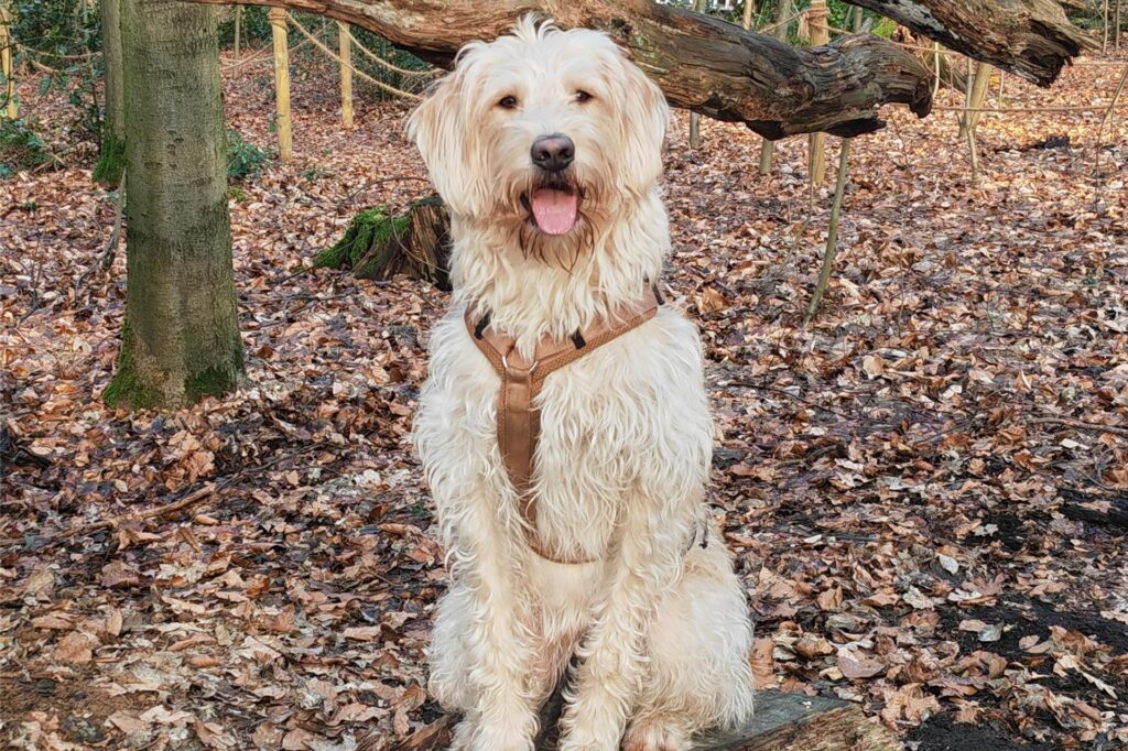 Labradoodle