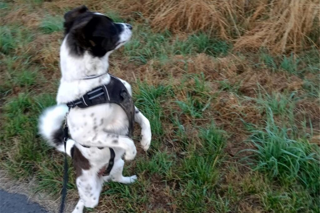 Hund