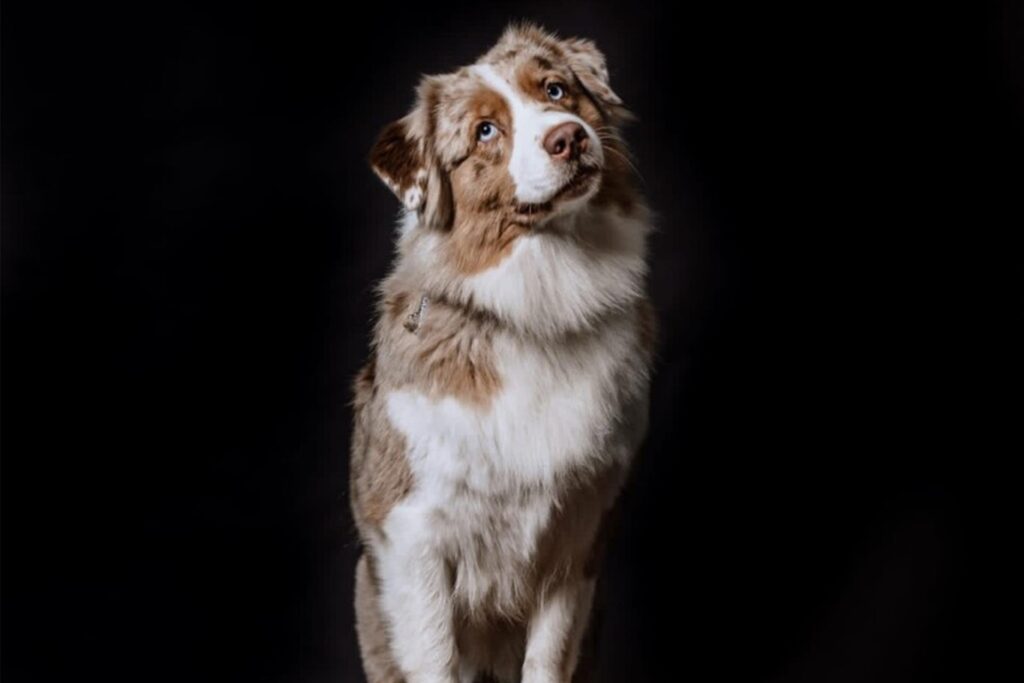 Hund