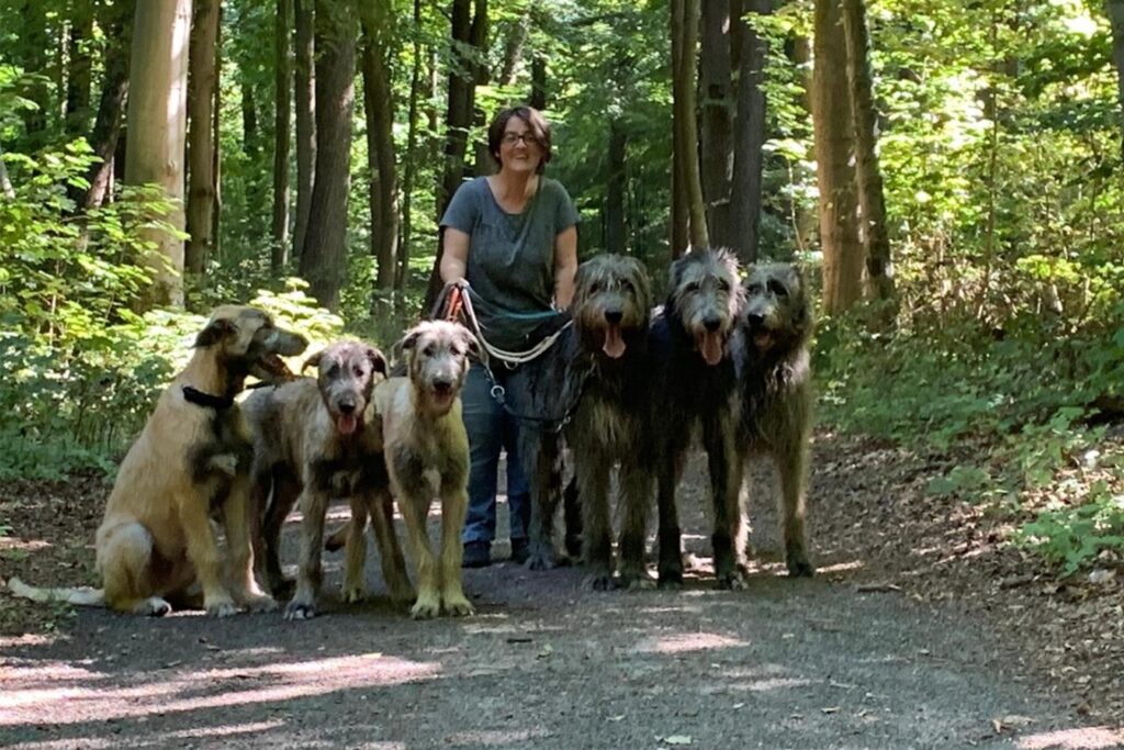 Irische Wolfshunde