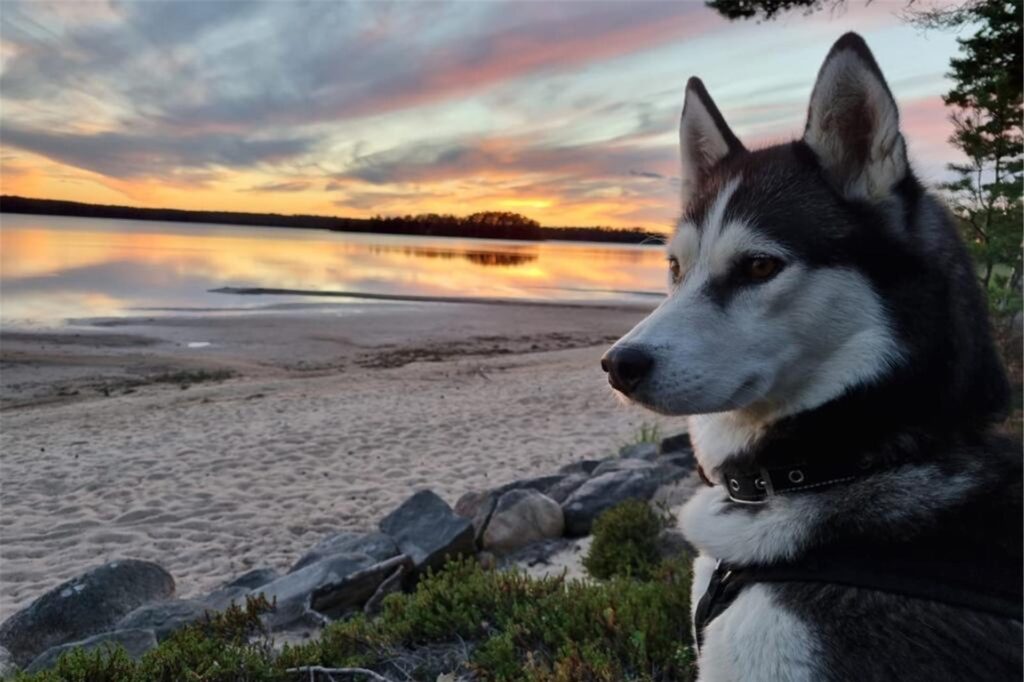 Husky