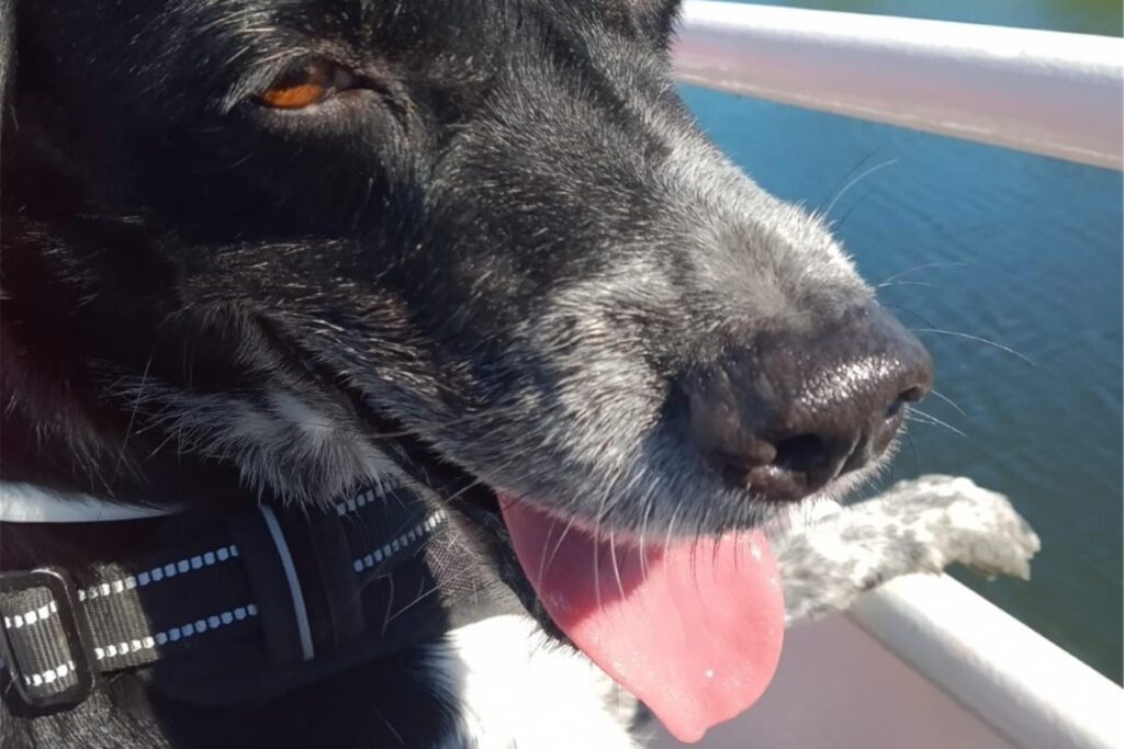 Hund