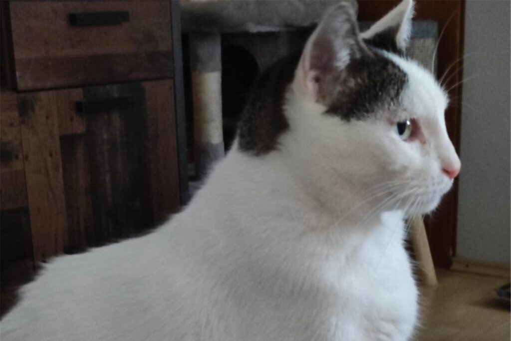Katze