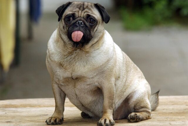 Ein dicker Mops