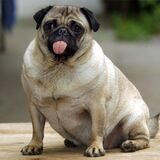 Ein dicker Mops