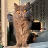 Katze