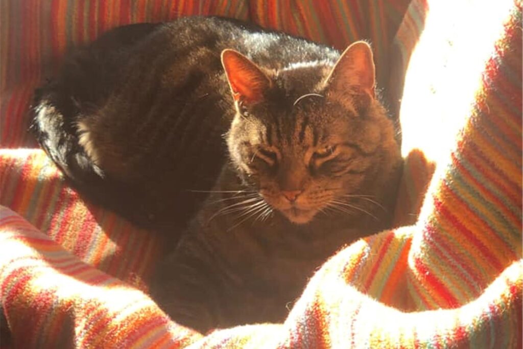 Ein Kater liegt auf einer bunten Decke.