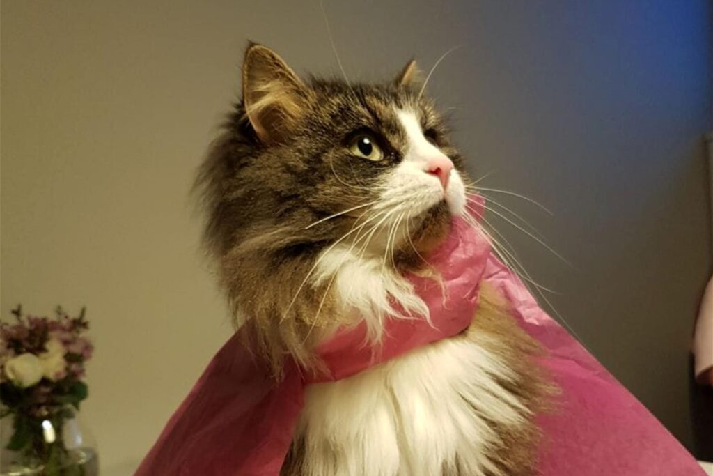 Eine Katze trägt einen Superman-Umhang
