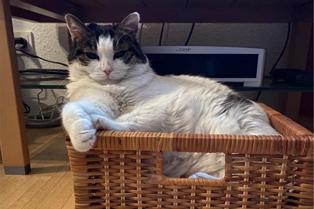 Eine Katze liegt in einem Zeitungskorb.