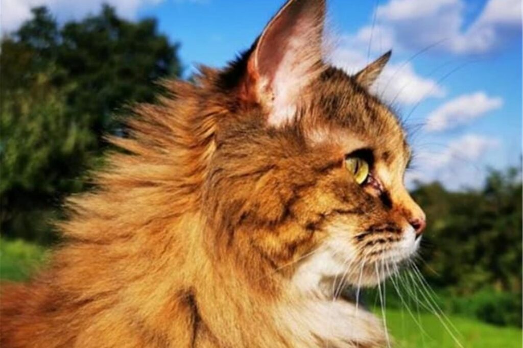 Eine Katze sitzt auf einer Wiese in der Sonne.