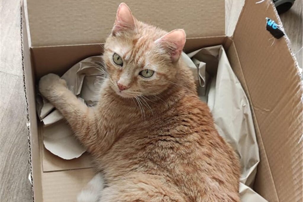 Eine Katze liegt in einem Karton.