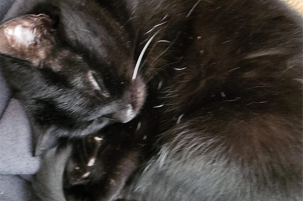 Eine Katze schläft.